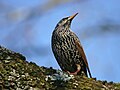 Cîq (Sturnus vulgaris)