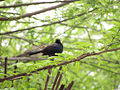 Male; Bhindawas bird sanctuary, Jhajjar, Haryana, India