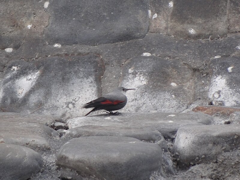 File:Wallcreeper - Tichodroma muraria - DSC07022.jpg