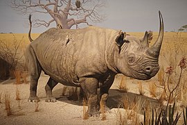 Milwaukee Public Museum February 2023 29 (Africa--Eastern Africa--Savanna Bush, black rhinoceros).jpg