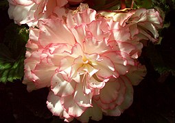 Begonia ×tuberhybrida var. 'Pin up rose'.