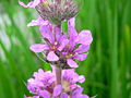 Pohjanrantakukka eli rantakukka (Lythrum salicaria)