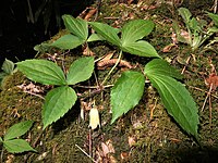 Clematis tosaensis