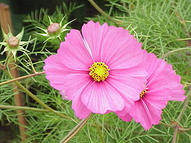 Cosmos bipinnatus