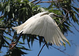 carrying nest material Aichi Prefecture, Japan