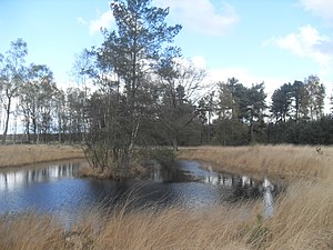 Schaijkse Heide, nabij de Palmstraat