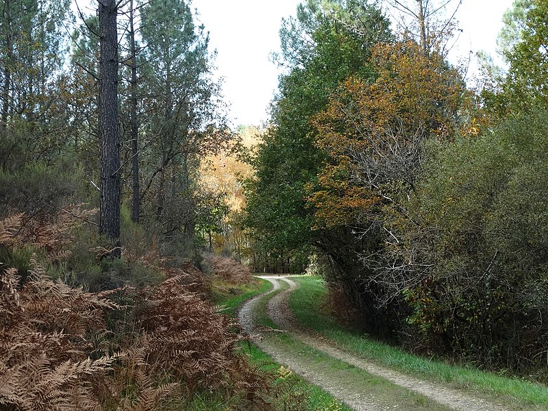 File:Puymangou - Dans la forêt de la Double.jpg