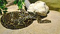 Python molurus