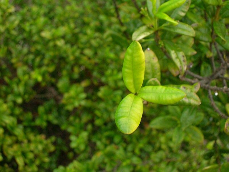 File:Starr 051105-5186 Alyxia oliviformis.jpg