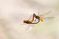 53 Skimmer (Dragonfly) mating in air uploaded by Prasan Shrestha, nominated by Nirmal Dulal,  25,  0,  0