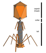 Multiple phages attached to a bacterial cell wall at 200,000x magnification 