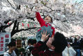 Hanami at Ueno Park, Tokyo