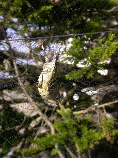 File:Mist net kinglet.jpg