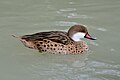 White-cheeked pintail