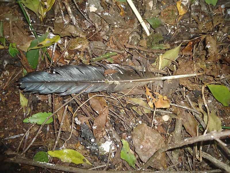 File:Bird feather.jpg