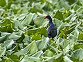 Black-backed swamphen