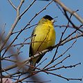 Lesser goldfinch