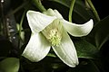 Clematis clarkeana