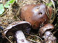 !! Cortinarius traganus !!