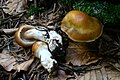 ! Cortinarius vibratilis !