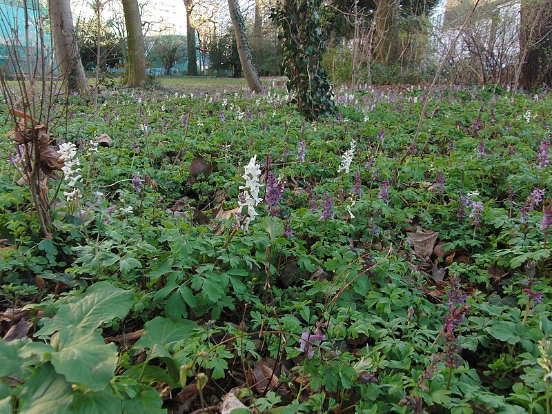 File:CorydalisCava-2011-03-19-(4)-Bonn-Jesuitenhof.jpg