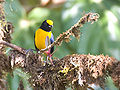 Orange-bellied euphonia