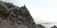 Gorfous sur l'Île Saint-Paul en 2014