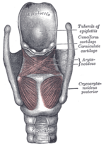 Posterior view of the larynx; disarticulated cartilages (left) and intrinsic muscles (right)