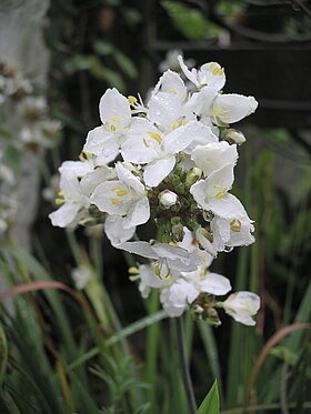 Libertia grandiflora