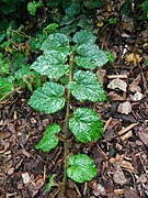 Stem. Note alternate leaf pattern