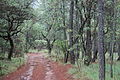 Chemin. Sierra Mazati[5] ou Rancho Mazati (es).