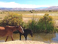 Herd of Mustang horses at the Truckee Meadows