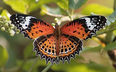 Tamil Lacewings are found only in South Asia.