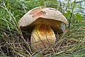 !Boletus radicans!