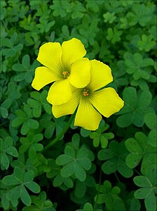 Oxalis pes-caprae חמציצים