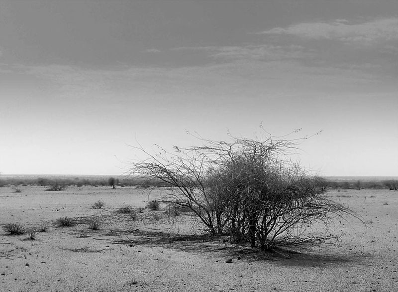 File:A shrub in desert of Bikaner.jpg