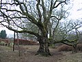 The Birnam Oak