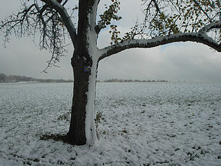 Árbol con señal del camino, Schönbuch, Baden-Württemberg