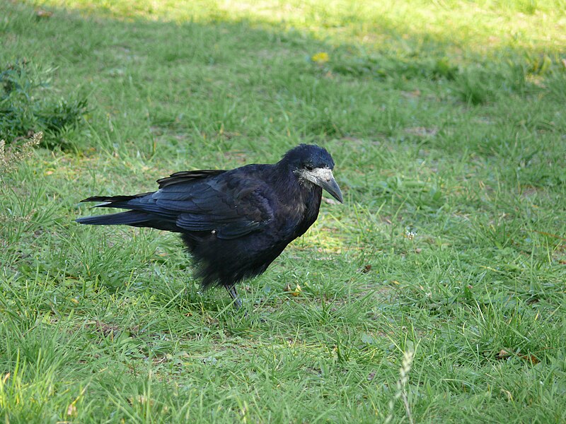 File:Corvus-frugilegus-1000319.JPG