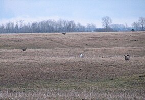 Greater Prairie Chickens at Buena Vista Marsh in April 2008