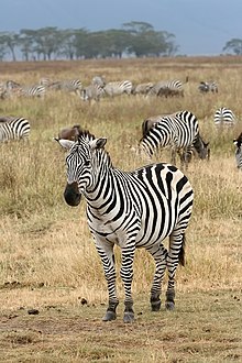 Plains Zebra Equus quagga.jpg