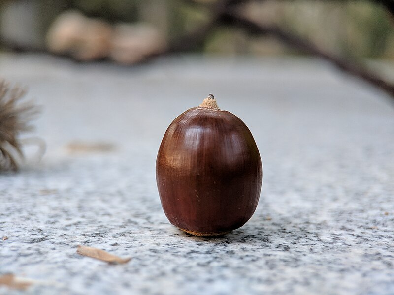 File:Quercus acutissima-IMG 20181012 171724.jpg