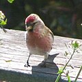 Introduced, Dunedin, New Zealand