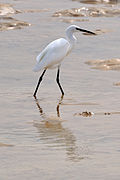 Fuerteventura, Canary Islands, Spain