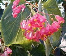 Híbrido de Begonia corallina.