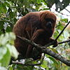 Alouatta guariba guariba