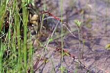 two pairs ovipositing