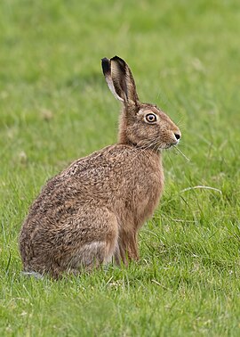 Lepus europaeus europaeus