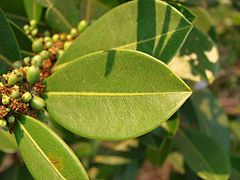 Erythroxylum citrifolium.