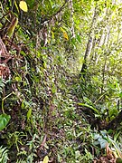 Guadeloupe National Park trail.jpg